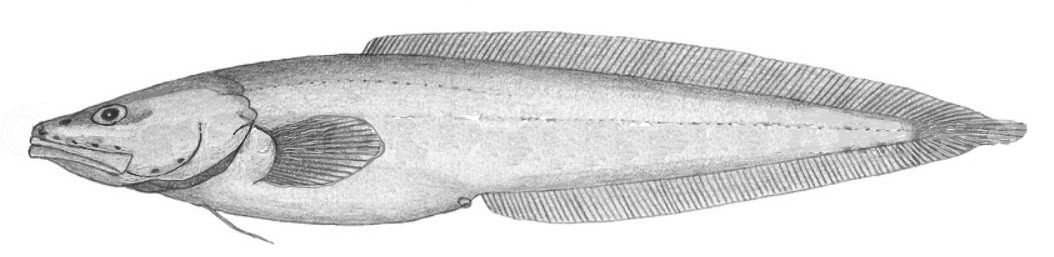 Cataetyx laticeps_0001